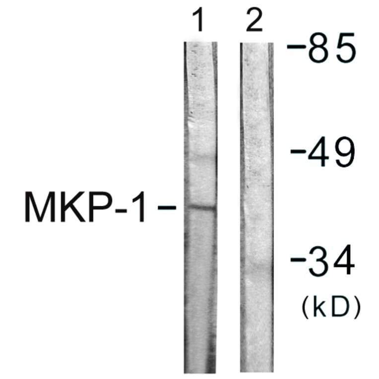 Western Blot - Anti-MKP1 Antibody (B1099) - Antibodies.com