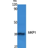 Western Blot - Anti-MKP1 Antibody (B1099) - Antibodies.com