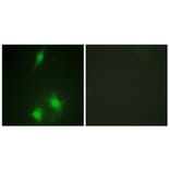 Immunofluorescence - Anti-MDM2 Antibody (B1154) - Antibodies.com