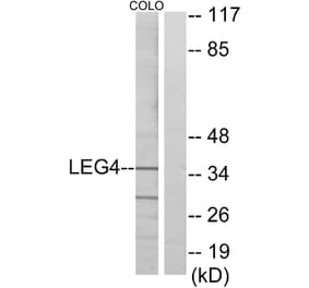 Western Blot - Anti-LEG4 Antibody (C13077) - Antibodies.com