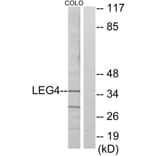 Western Blot - Anti-LEG4 Antibody (C13077) - Antibodies.com