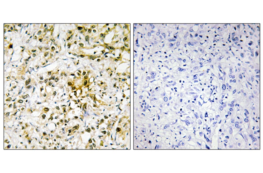 Immunohistochemistry - Anti-LEG4 Antibody (C13077) - Antibodies.com