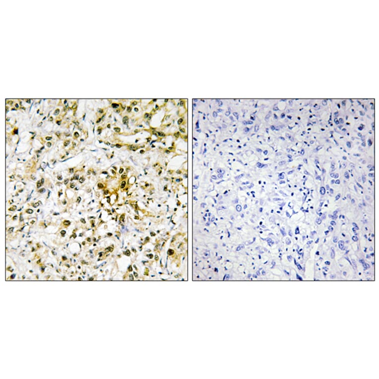 Immunohistochemistry - Anti-LEG4 Antibody (C13077) - Antibodies.com