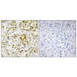 Immunohistochemistry - Anti-LEG4 Antibody (C13077) - Antibodies.com