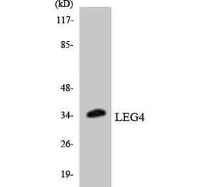 Western Blot - Anti-LEG4 Antibody (R12-2965) - Antibodies.com