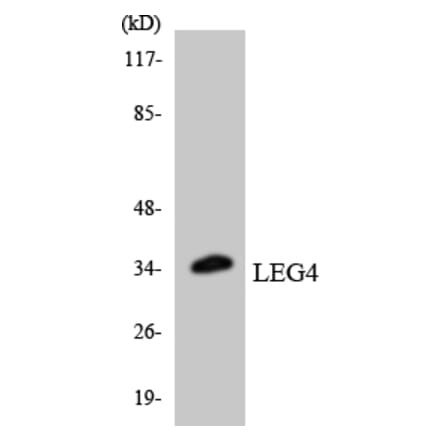 Western Blot - Anti-LEG4 Antibody (R12-2965) - Antibodies.com