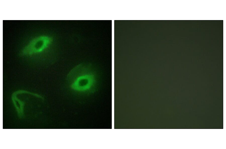 Immunofluorescence - Anti-LATH Antibody (C11293) - Antibodies.com