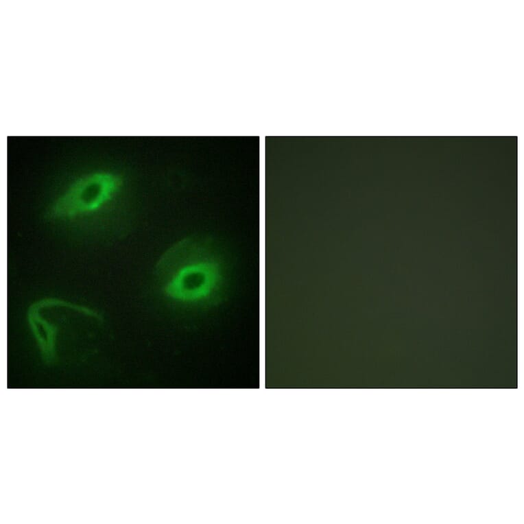 Immunofluorescence - Anti-LATH Antibody (C11293) - Antibodies.com
