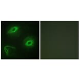 Immunofluorescence - Anti-LATH Antibody (C11293) - Antibodies.com