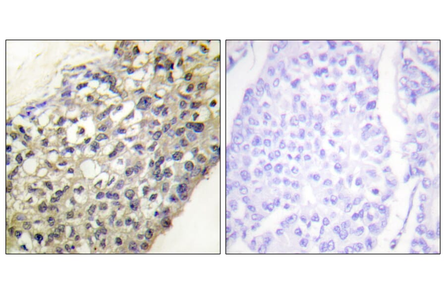 Immunohistochemistry - Anti-LATH Antibody (C11293) - Antibodies.com