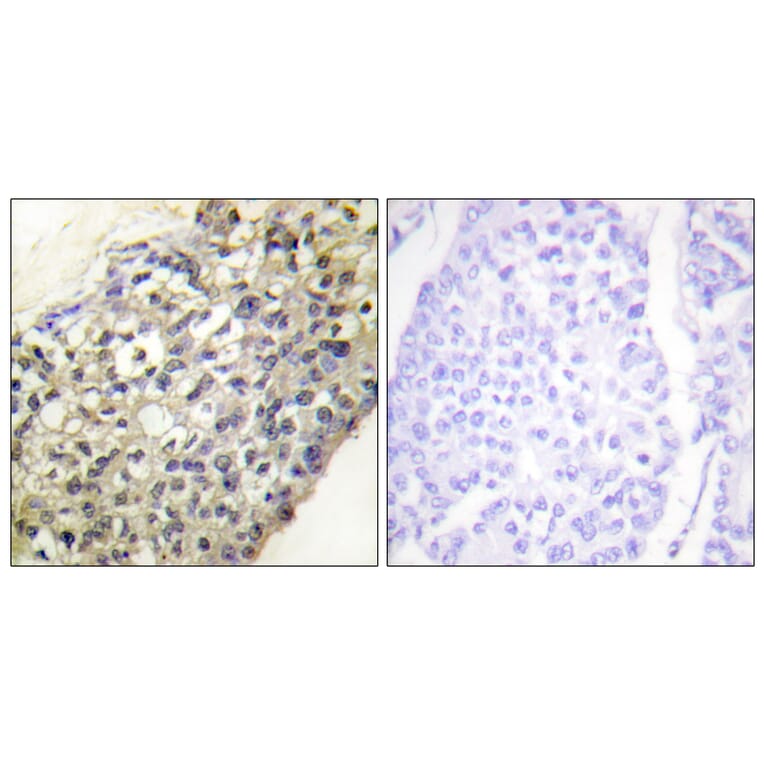 Immunohistochemistry - Anti-LATH Antibody (C11293) - Antibodies.com