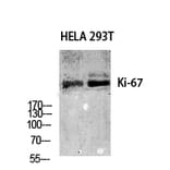 Western Blot - Anti-Ki67 Antibody (C0250) - Antibodies.com
