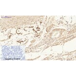 Immunohistochemistry - Anti-Ki67 Antibody (C0250) - Antibodies.com
