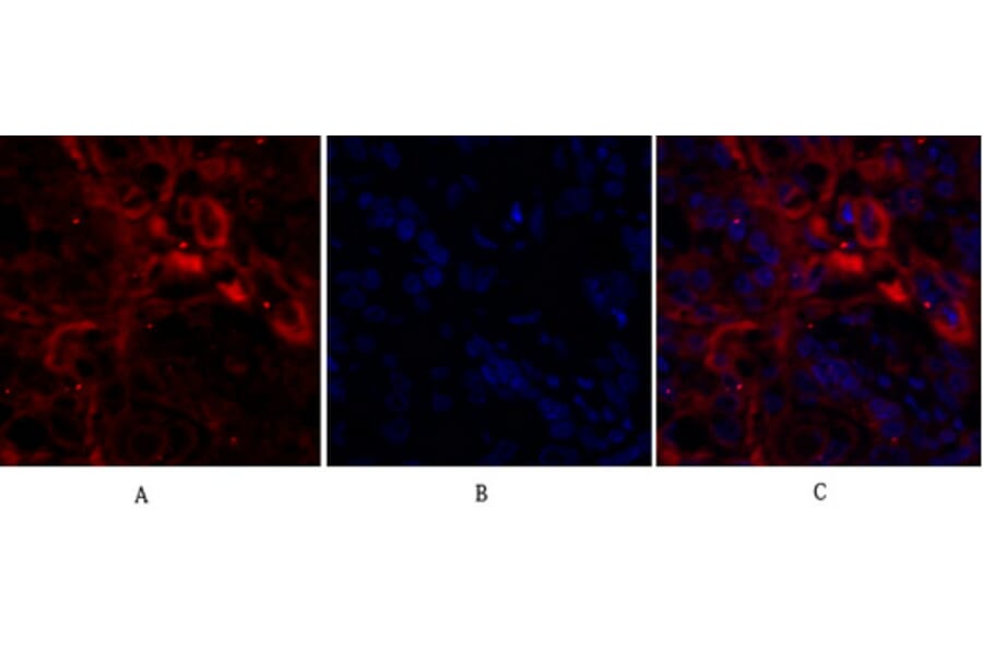 Immunofluorescence - Anti-Ki67 Antibody (C0250) - Antibodies.com