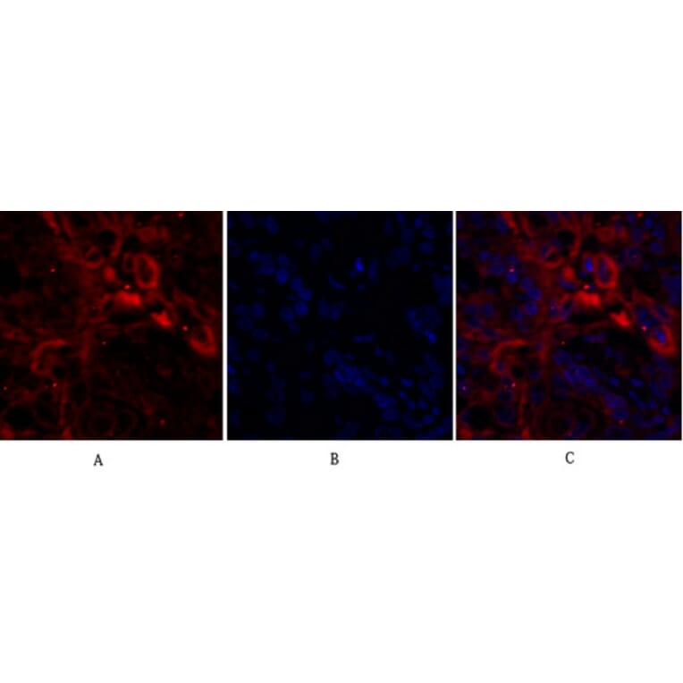 Immunofluorescence - Anti-Ki67 Antibody (C0250) - Antibodies.com