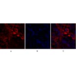 Immunofluorescence - Anti-Ki67 Antibody (C0250) - Antibodies.com