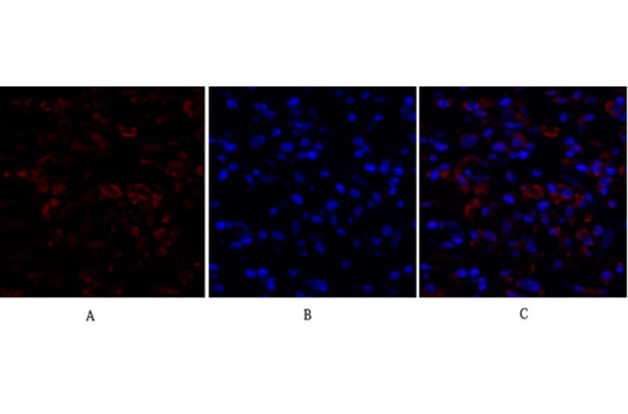 Immunofluorescence - Anti-Ki67 Antibody (C0250) - Antibodies.com