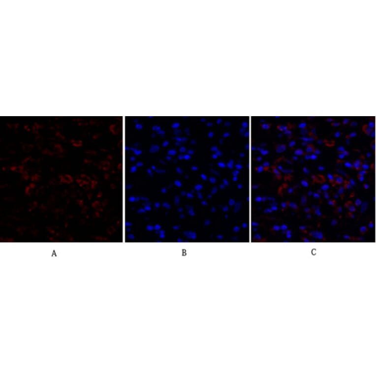 Immunofluorescence - Anti-Ki67 Antibody (C0250) - Antibodies.com