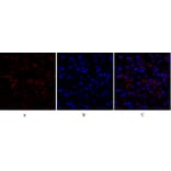 Immunofluorescence - Anti-Ki67 Antibody (C0250) - Antibodies.com