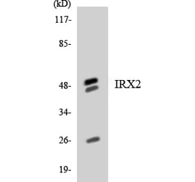 Western Blot - Anti-IRX2 Antibody (R12-2936) - Antibodies.com