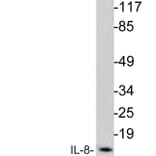 Western Blot - Anti-IL-8 Antibody (R12-2214) - Antibodies.com