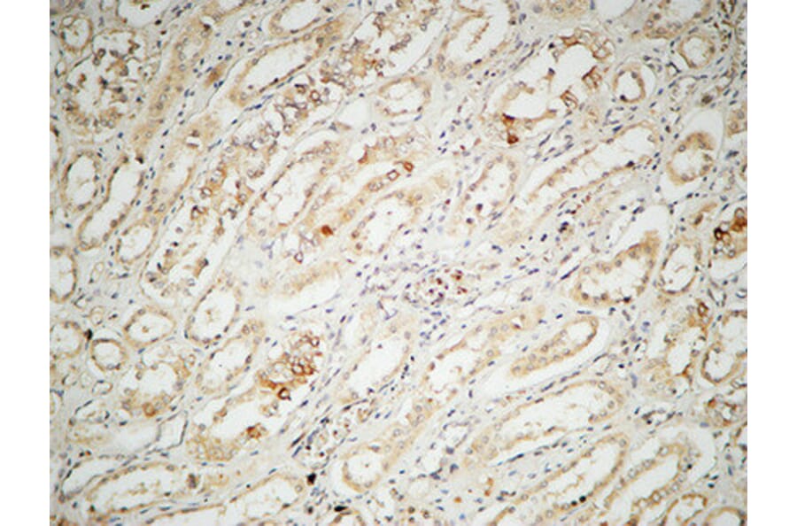 Immunohistochemistry - Anti-IL-2 Antibody (R12-2205) - Antibodies.com