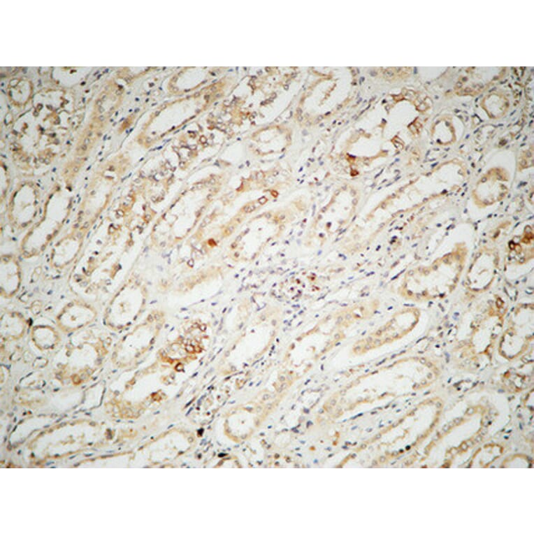 Immunohistochemistry - Anti-IL-2 Antibody (R12-2205) - Antibodies.com