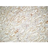 Immunohistochemistry - Anti-IL-2 Antibody (R12-2205) - Antibodies.com