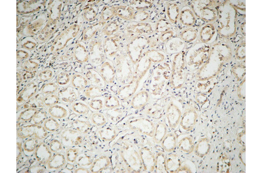 Immunohistochemistry - Anti-IL-2 Antibody (R12-2205) - Antibodies.com