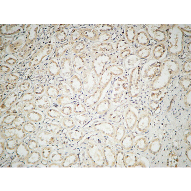 Immunohistochemistry - Anti-IL-2 Antibody (R12-2205) - Antibodies.com