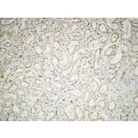 Immunohistochemistry - Anti-IL-2 Antibody (R12-2205) - Antibodies.com