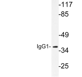 Western Blot - Anti-IgG1 Antibody (R12-2197) - Antibodies.com