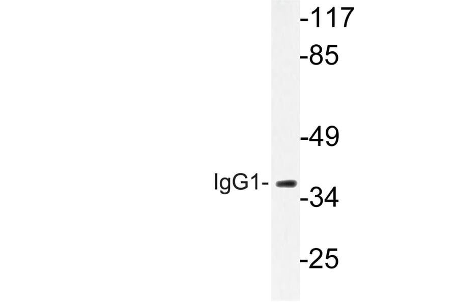 Western Blot - Anti-IgG1 Antibody (R12-2197) - Antibodies.com