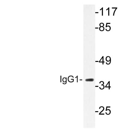 Western Blot - Anti-IgG1 Antibody (R12-2197) - Antibodies.com