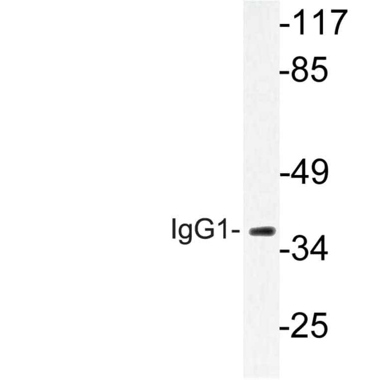 Western Blot - Anti-IgG1 Antibody (R12-2197) - Antibodies.com