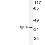 Western Blot - Anti-IgG1 Antibody (R12-2197) - Antibodies.com