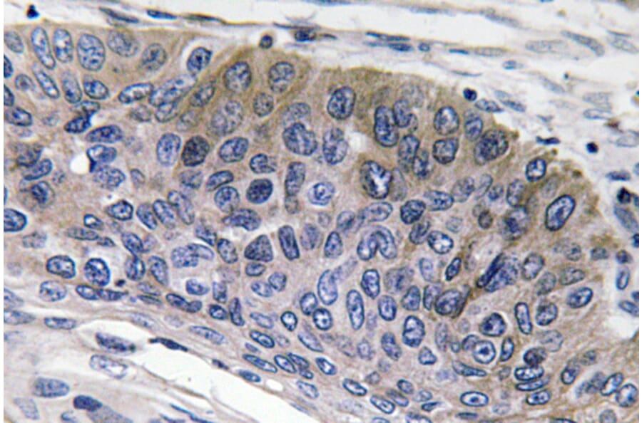 Immunohistochemistry - Anti-IgG1 Antibody (R12-2197) - Antibodies.com