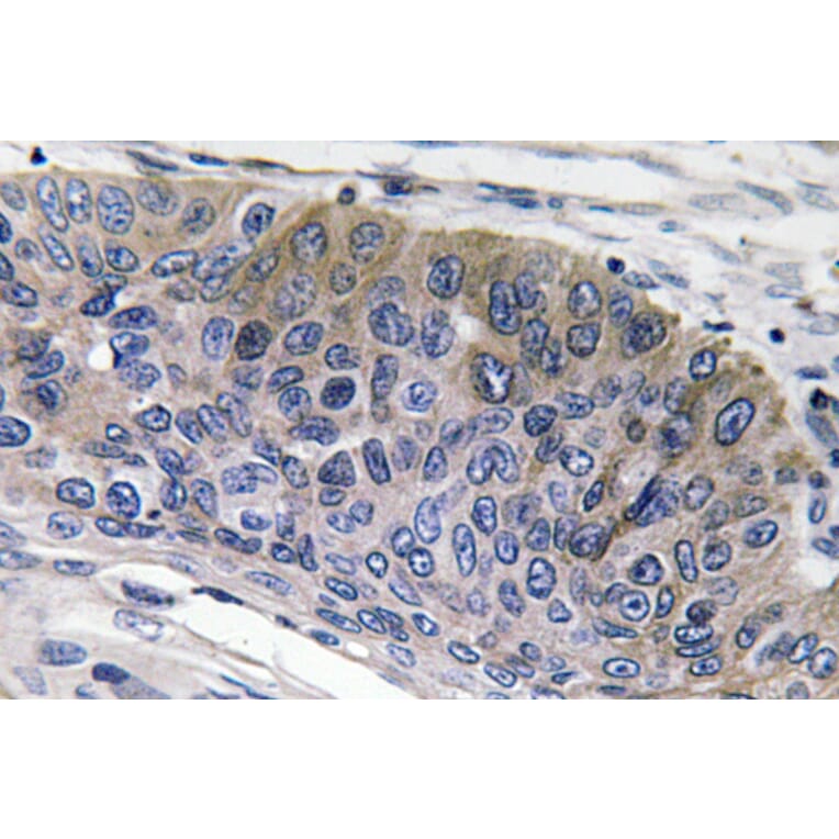 Immunohistochemistry - Anti-IgG1 Antibody (R12-2197) - Antibodies.com