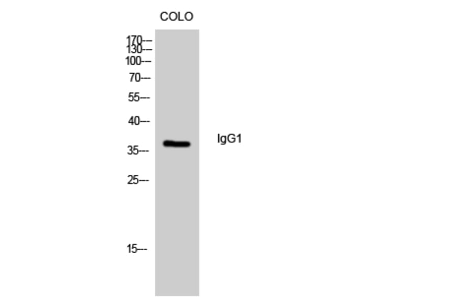 Western Blot - Anti-IgG1 Antibody (R12-2197) - Antibodies.com