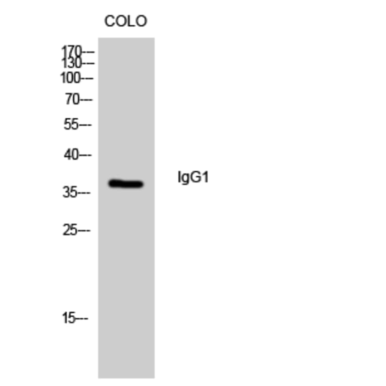 Western Blot - Anti-IgG1 Antibody (R12-2197) - Antibodies.com