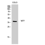 Western Blot - Anti-IgG1 Antibody (R12-2197) - Antibodies.com