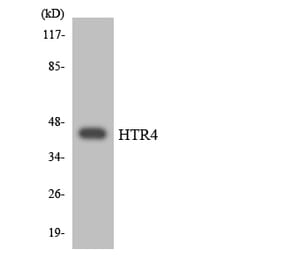 Western Blot - Anti-HTR4 Antibody (R12-2903) - Antibodies.com