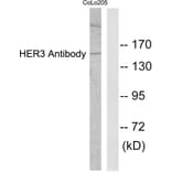 Western Blot - Anti-HER3 Antibody (C0150) - Antibodies.com