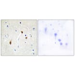 Immunohistochemistry - Anti-HAIR Antibody (C10111) - Antibodies.com