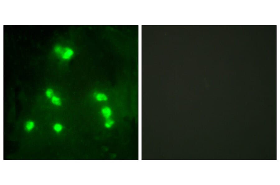 Immunofluorescence - Anti-HAIR Antibody (C10111) - Antibodies.com