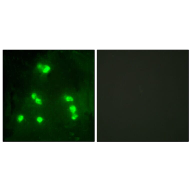 Immunofluorescence - Anti-HAIR Antibody (C10111) - Antibodies.com
