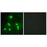 Immunofluorescence - Anti-HAIR Antibody (C10111) - Antibodies.com