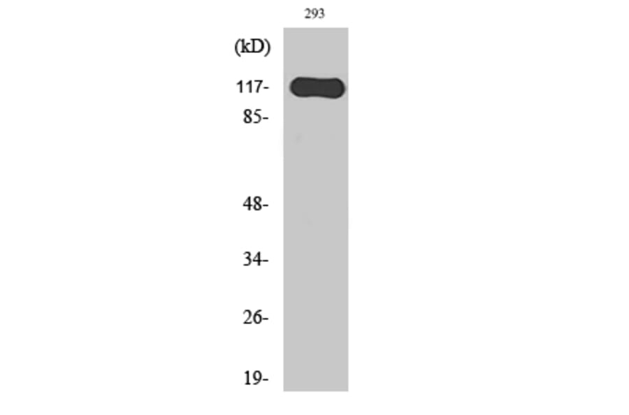 Western Blot - Anti-HAIR Antibody (C10111) - Antibodies.com