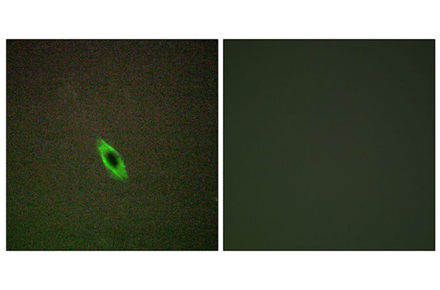 Immunofluorescence - Anti-GRAA Antibody (C13058) - Antibodies.com