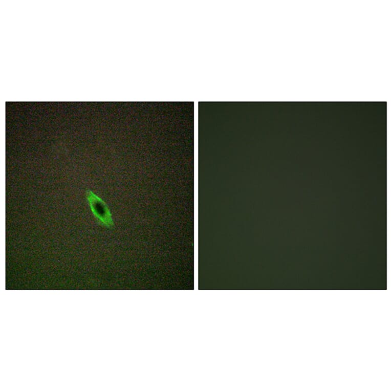 Immunofluorescence - Anti-GRAA Antibody (C13058) - Antibodies.com